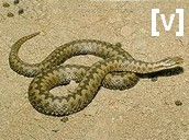 vipere.jpg