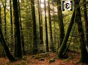 foret.jpg