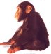 chimpanze.jpg