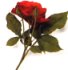 rose.jpg